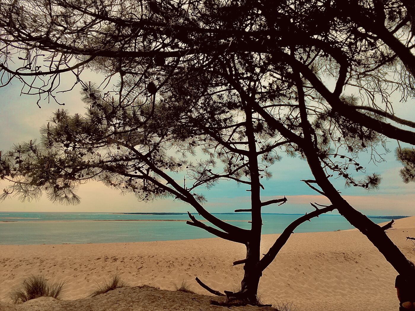 Plage et pins au bord du Bassin d'Arcachon